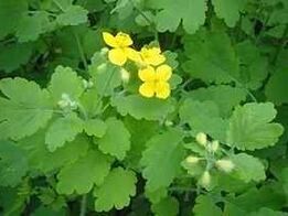 celandine for toenail fungus