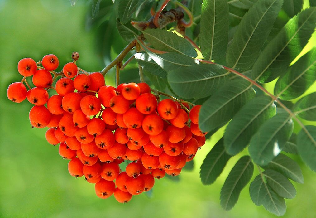 Rowan leaves are used as compresses on nails affected by fungus. 