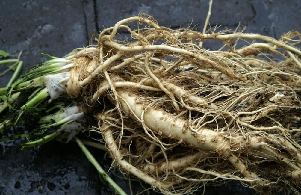 radish root against fungus